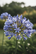 Agapanthus praecox Blue - Detail