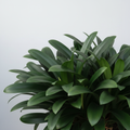 Clivia Close-Up