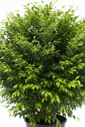 Ficus Bushy Benjamina - Detail