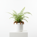 Fern Davallia in nursery pot