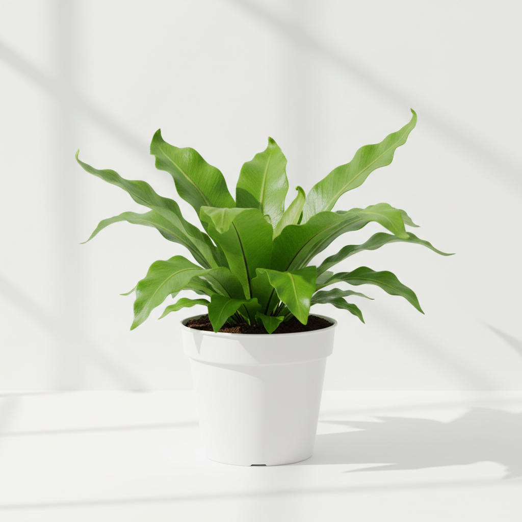 Fern Bird's Nest Antiquum in nursery pot