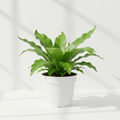 Fern Bird's Nest Antiquum in nursery pot