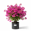 Bougainvillea 5L Bush in nursery bag - product shot
