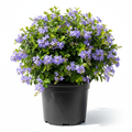 Durantha Compact 2/3L in nursery pot - product shot