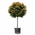 Syzigium Paniculatum 60L STD - product shot