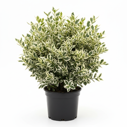 Euonymus Variegata - White Background
