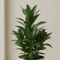 Dracaena Compacta - Close Up