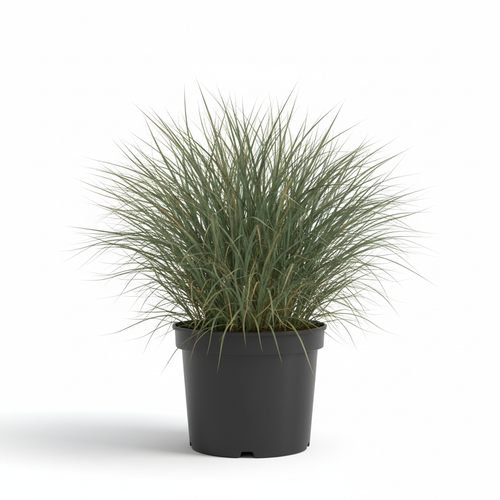 Aristida Junciformis 3lt front view