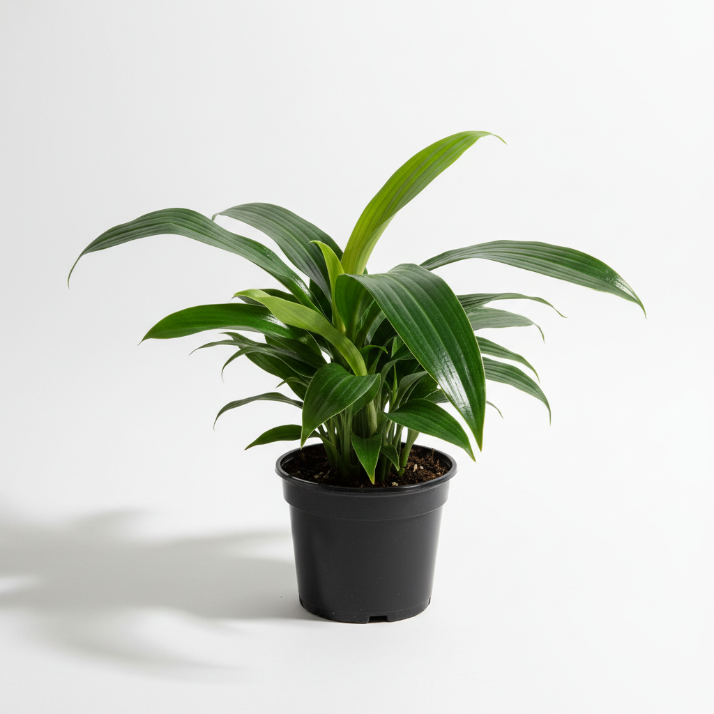 Aspidistra Eliator Cast Iron Plant 15cm angle view