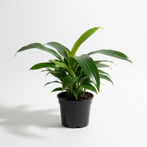 Aspidistra Eliator Cast Iron Plant 15cm angle view