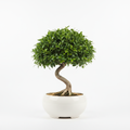 Ficus Wiandii Bonsal in white pot