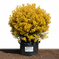 Durantha Compact Yellow 20L Bush in nursery bag - product shot