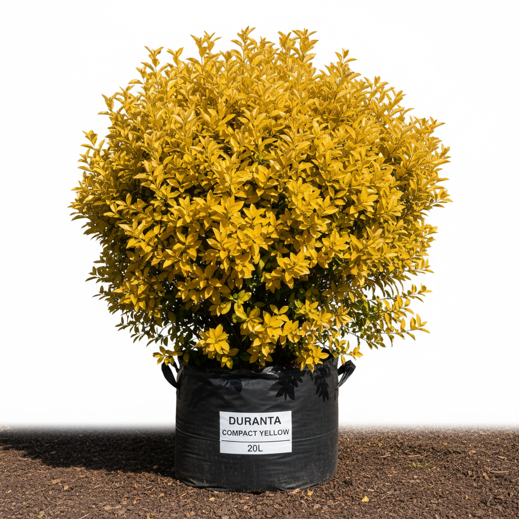 Durantha Compact Yellow 20L Bush in nursery bag - product shot