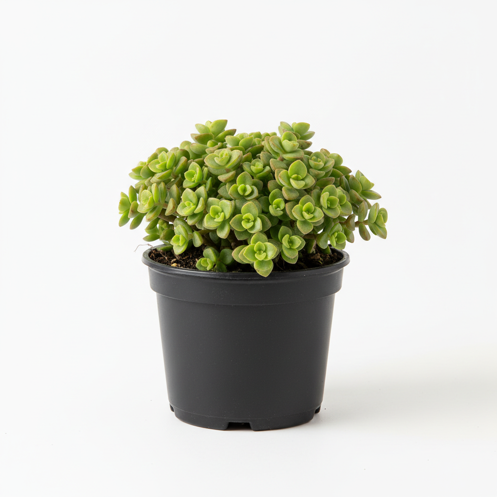 Crassula Multicava - Foliage Plant
