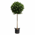 Ficus Microcarpa Hawaii 20L Standard in nursery bag - product shot
