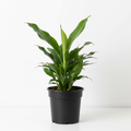 Aspidistra Eliator Cast Iron Plant 15cm front view
