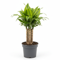 Dracaena Massangeana Tips - White Background