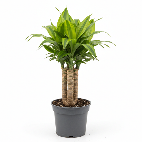 Dracaena Massangeana Tips - White Background