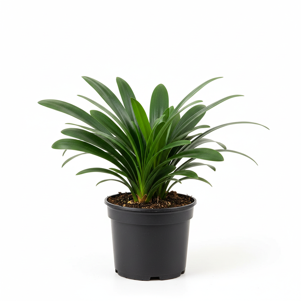 Clivia No Flower Orange - Foliage Plant