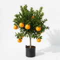 Citrus Navel Orange 5L in nursery bag - product shot