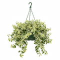 Plectranthus Baurii HB