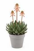 Aloe Aristata rosette with white-flecked leaves and coral-orange flower spikes