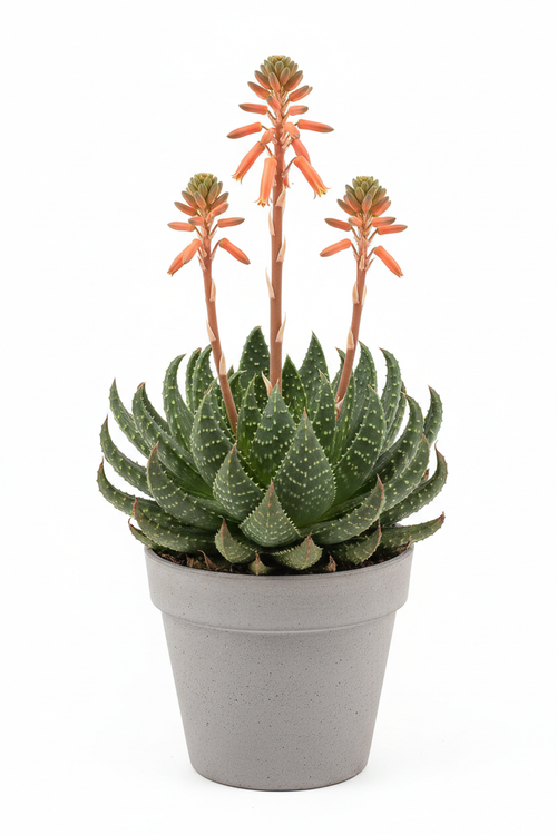 Aloe Aristata rosette with white-flecked leaves and coral-orange flower spikes