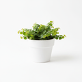 Ficus Pumila in white pot
