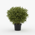 Dracaena Reflexa Bush - White Background