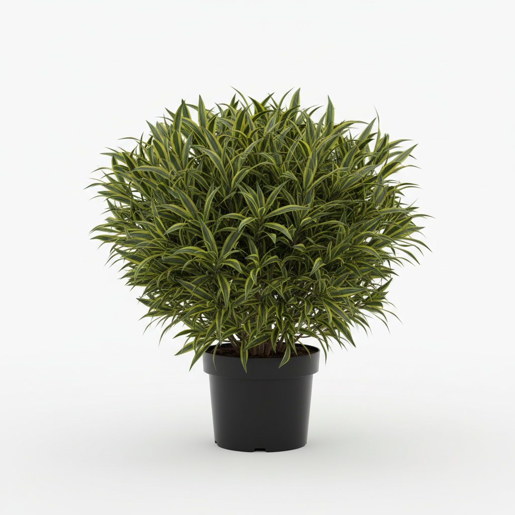 Dracaena Reflexa Bush - White Background