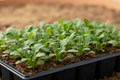 Rocket Cultivated