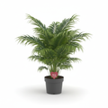Palm Love