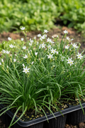 Anthericum Saundersiae 6-pack with arching green foliage and delicate white flowers