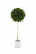Ficus Lollipop Lyrata full plant