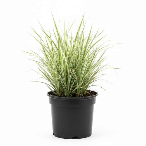 Cyperus Argenteostriatus - White Background