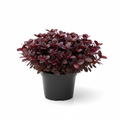 Alternanthera Purple Prince in nursery pot - product shot