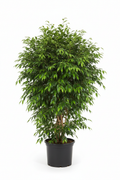Ficus Bushy Benjamina 35cm - Full view