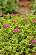 Aptenia Cordifolia Green with small fleshy diamond-shaped leaves and magenta daisy-like flowers