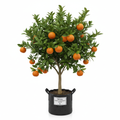 Citrus Nova Naartjie 5L in nursery bag - product shot
