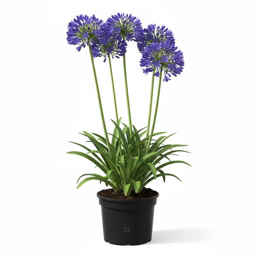 Agapanthus Praecox Blue 3L in nursery pot - product shot