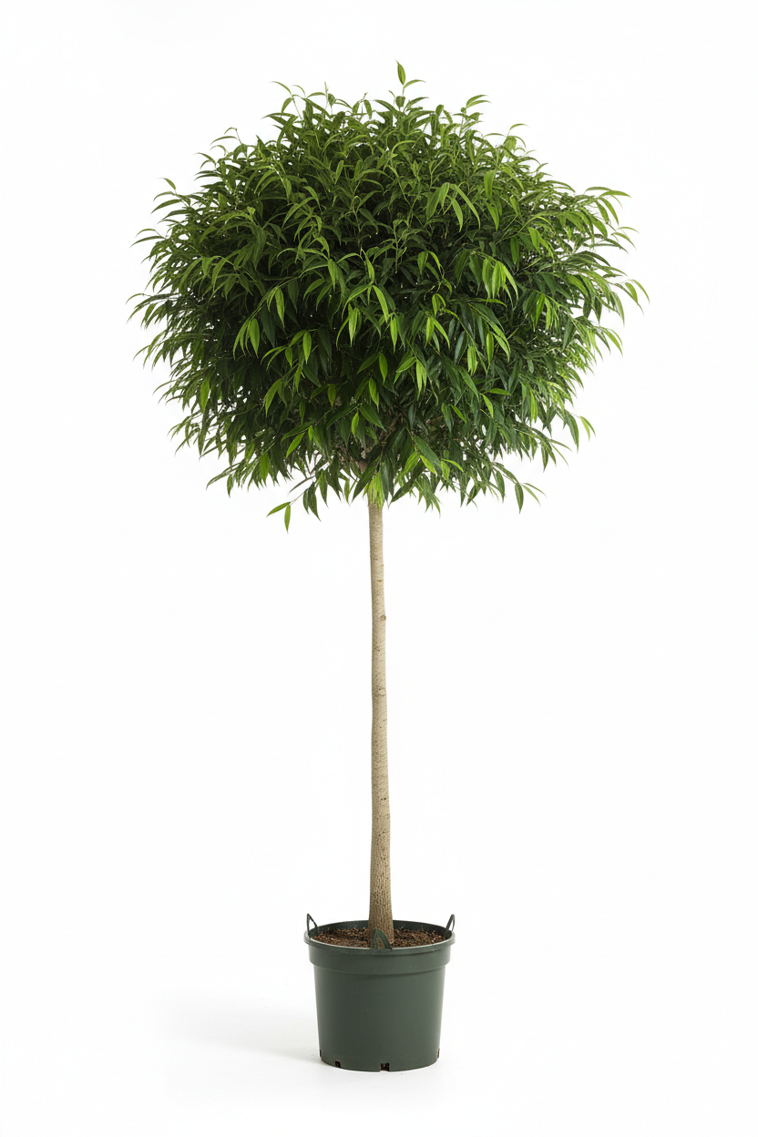 Ficus Lollipop Binnedijkii 35cm - Full view