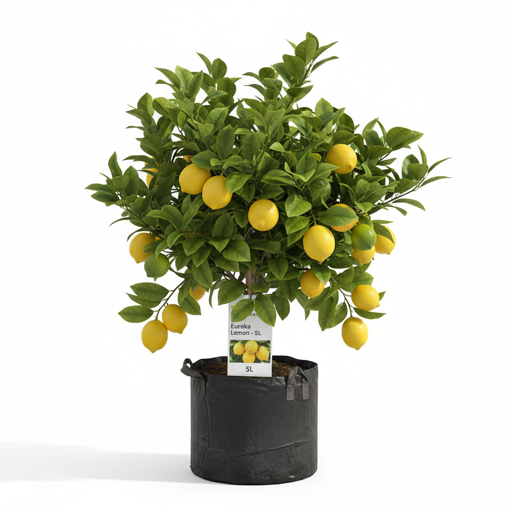 Lemon Eureka 5L in nursery bag - product shot