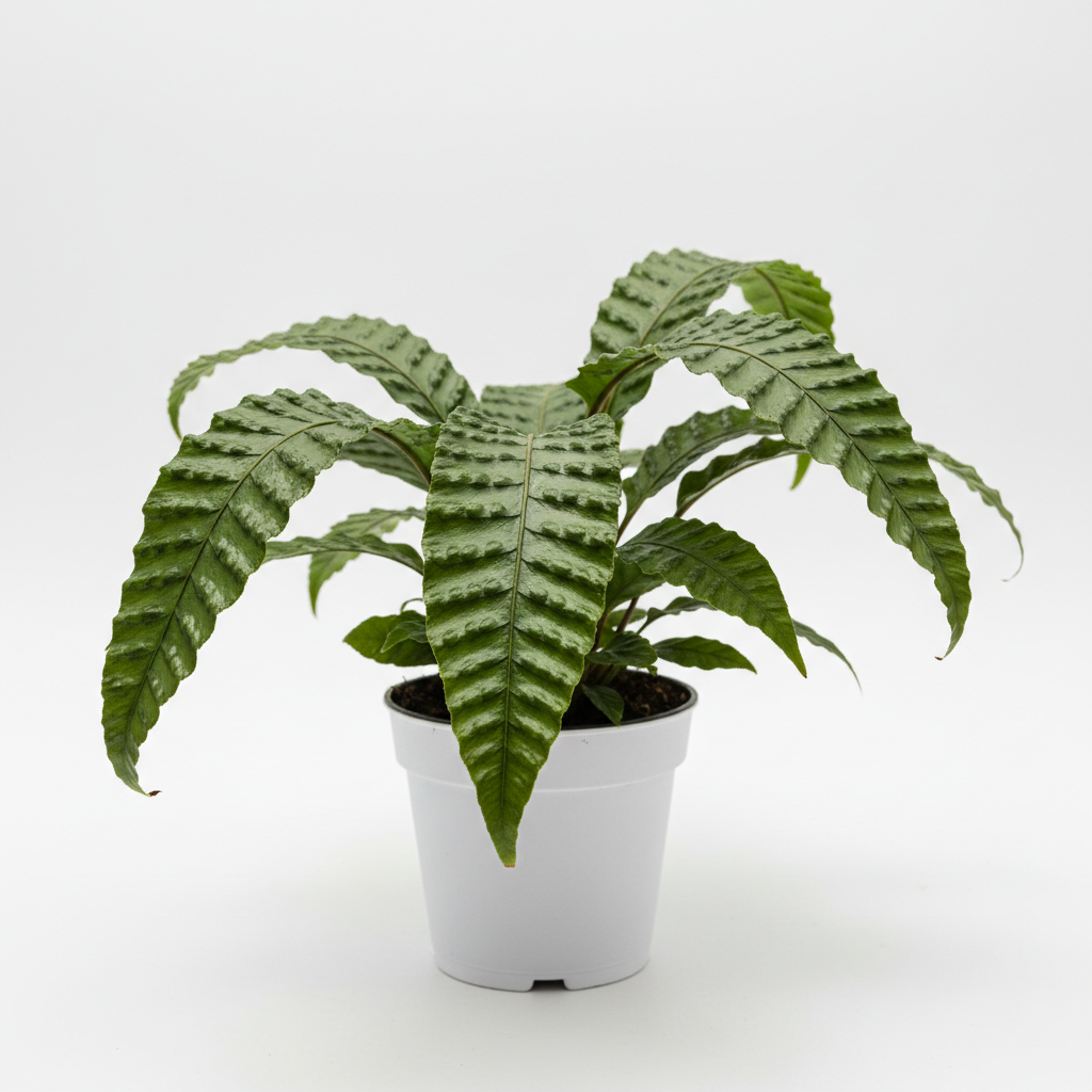Fern Microsorum Musifolium Crocodyllus in nursery pot