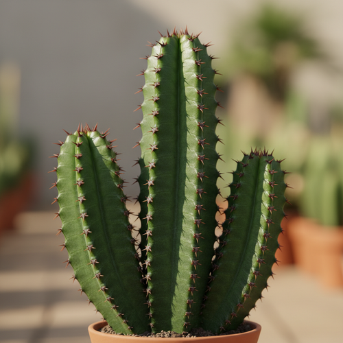 Euphorbia Trigona - Close Up