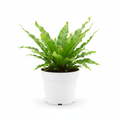 Fern Birdsnest Crissie in nursery pot