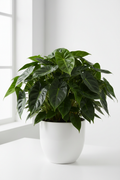Homalomena Emerald in white pot on white background