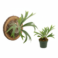 Fern Staghorn Platycerium in nursery pot