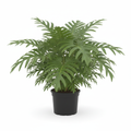 Philodendron Selloum (23cm)