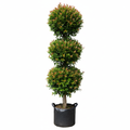 Syzygium Paniculatum 60L Triple Ball - product shot