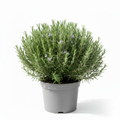 Rosemary 3pp - White Background